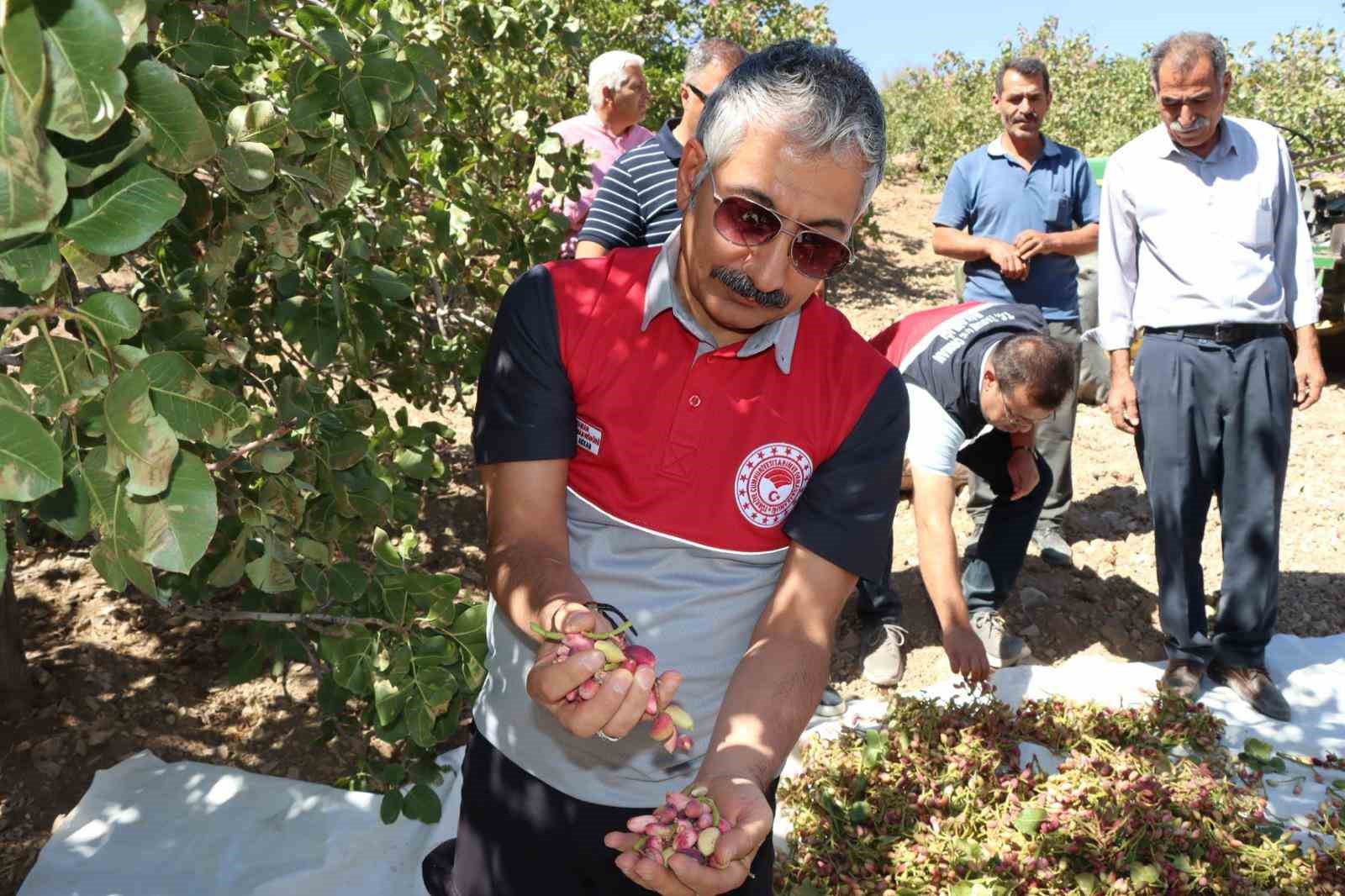 Adıyaman&rsquo;da Antep Fıstık hasadı başladı
