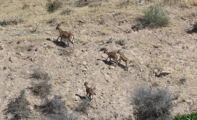 Dağ keçileri yerleşim alanına kadar geldi