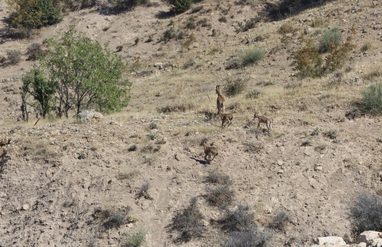 Dağ ke&ccedil;ileri yerleşim alanına kadar geldi
