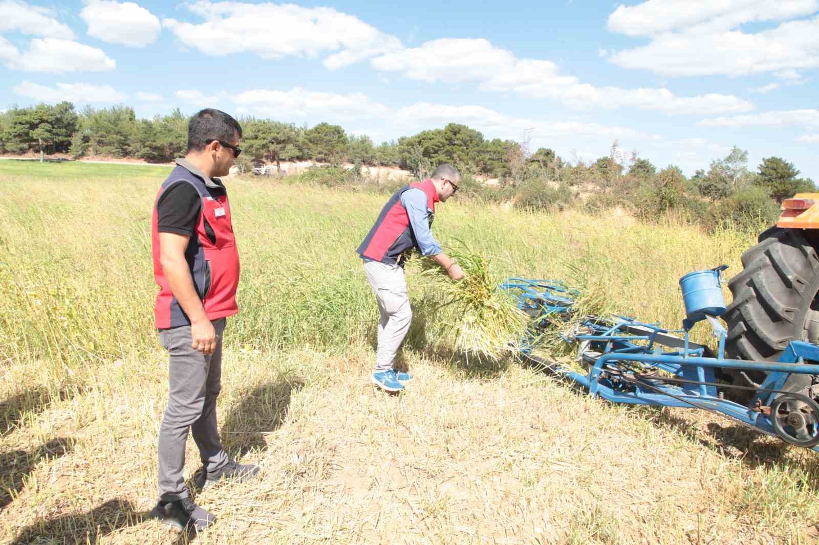 &Ccedil;anakkale&rsquo;de susam &uuml;retiminin arttırılması i&ccedil;in kollar sıvandı, makineli &uuml;retim devreye girdi
