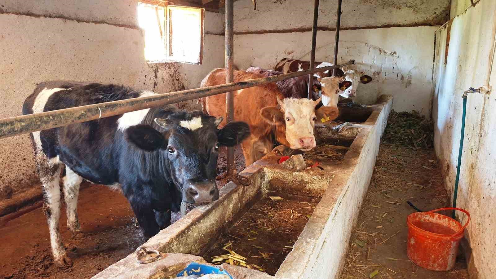 Hisarcık ilçesinde şap karantinası