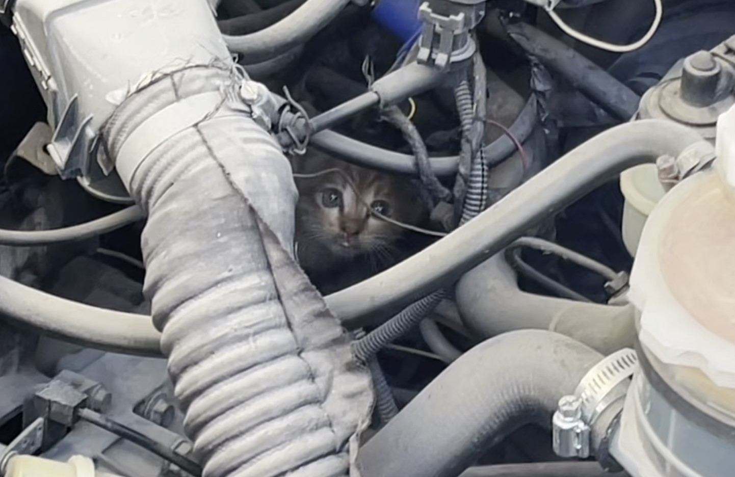 Polis ve itfaiyenin kedi kurtarma operasyonu