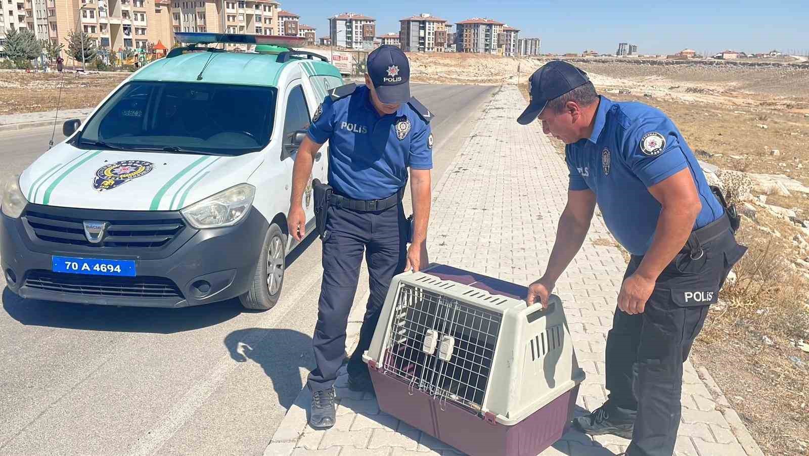 Yolda yaralı halde bulunan yavru tilki koruma altına alındı

