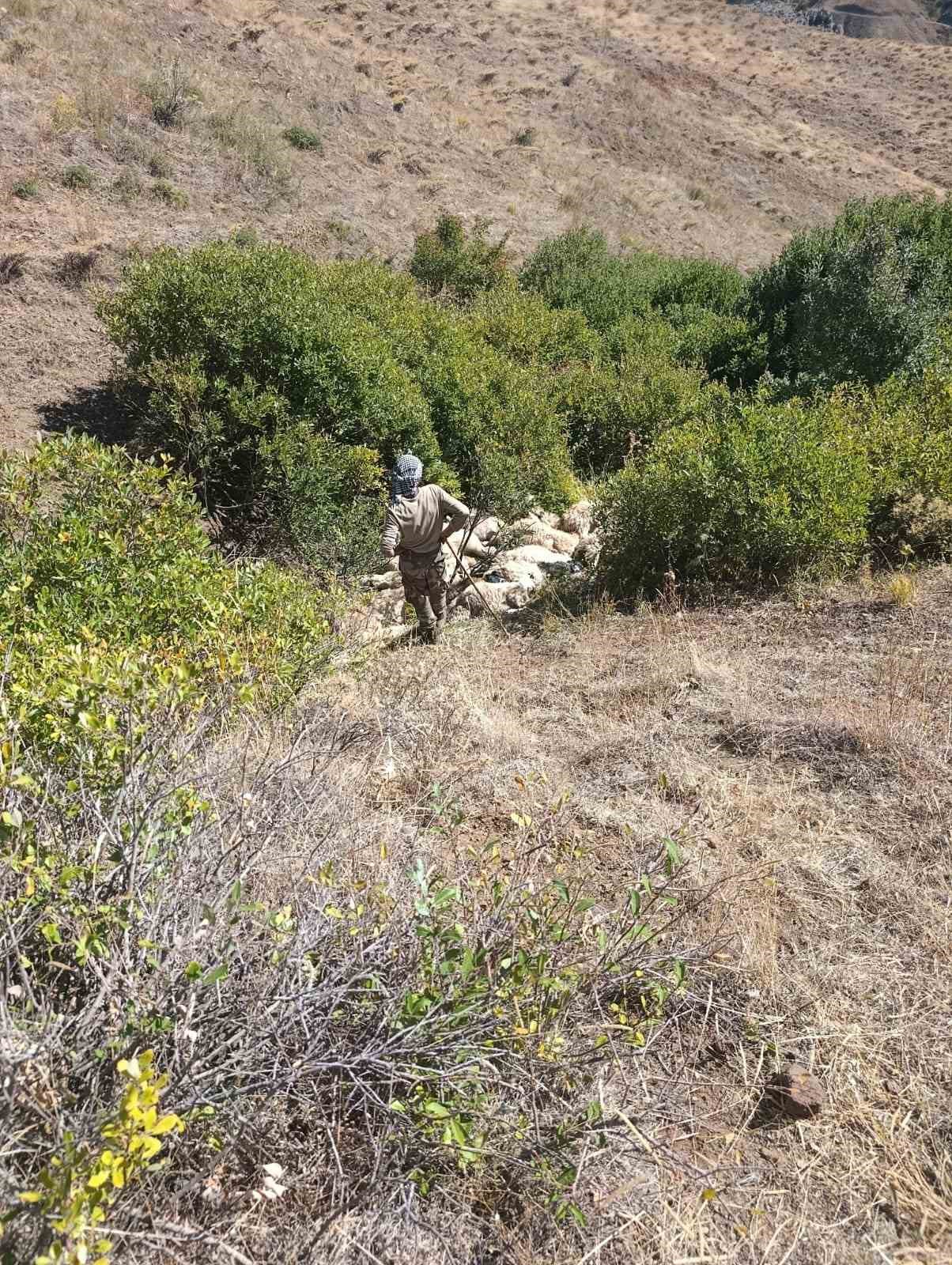 Tunceli&rsquo;de koyun izdihamı: 29 hayvan telef oldu
