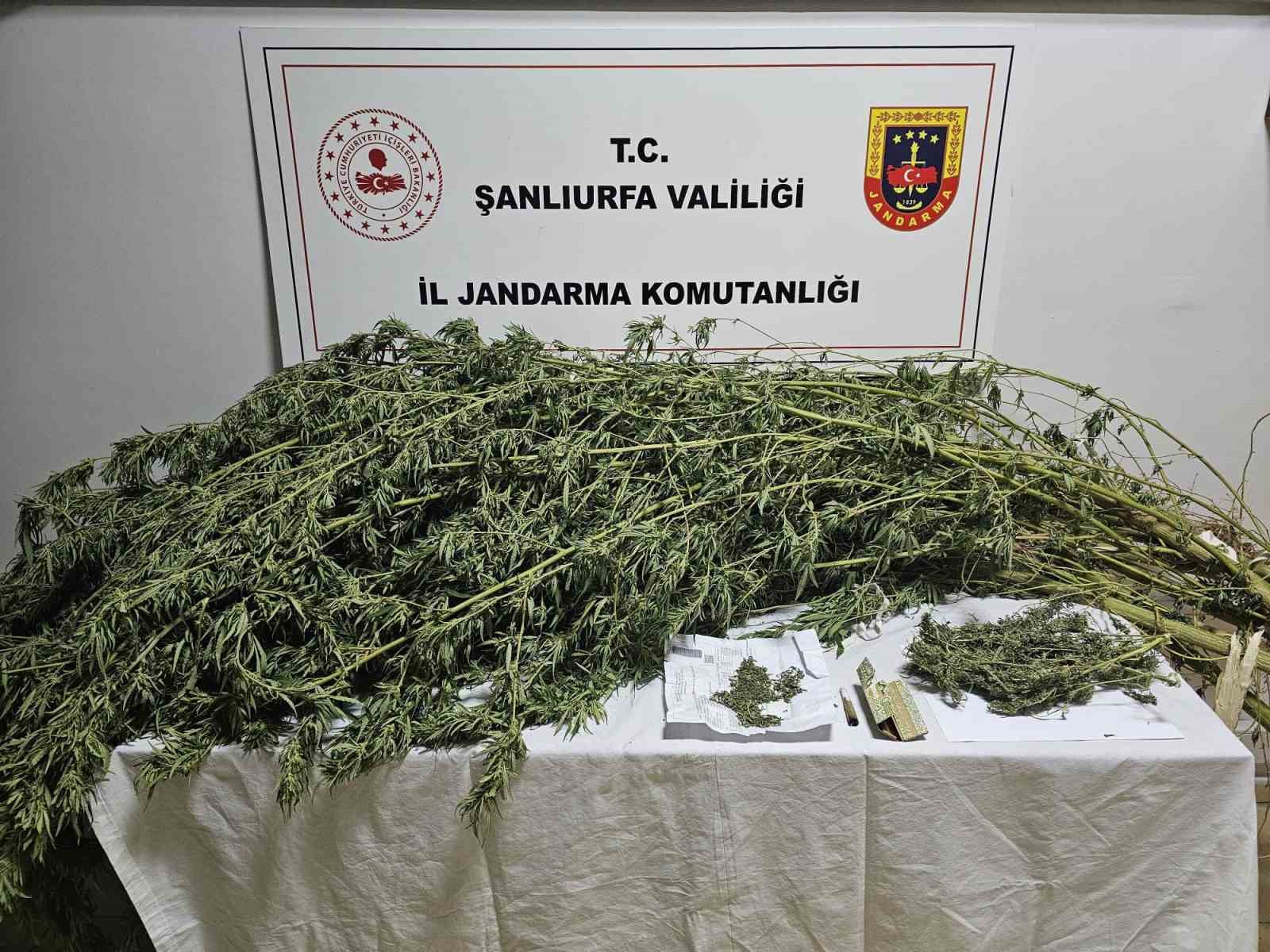 Şanlıurfa’da esrar ve kenevir bitkisi ele geçirildi