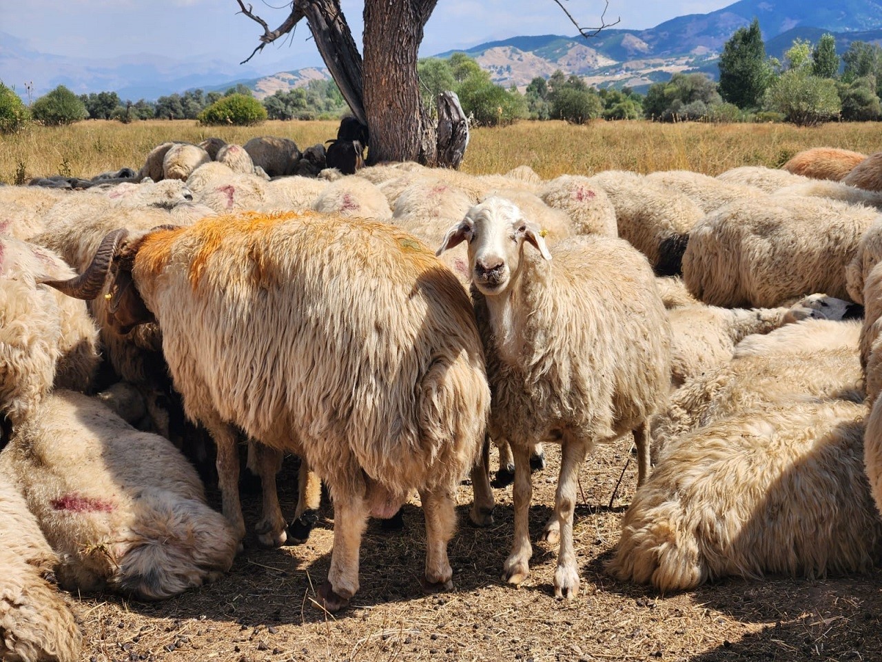 Tunceli’de şap hastalığı nedeniyle uygulanan hayvan hareket kısıtlamaları kaldırıldı