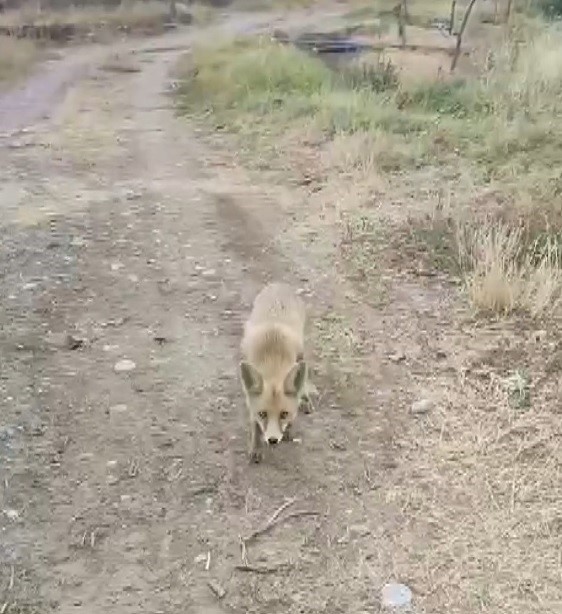Yolda karşısına &ccedil;ıkan tilkiyi &ccedil;erezle besledi

