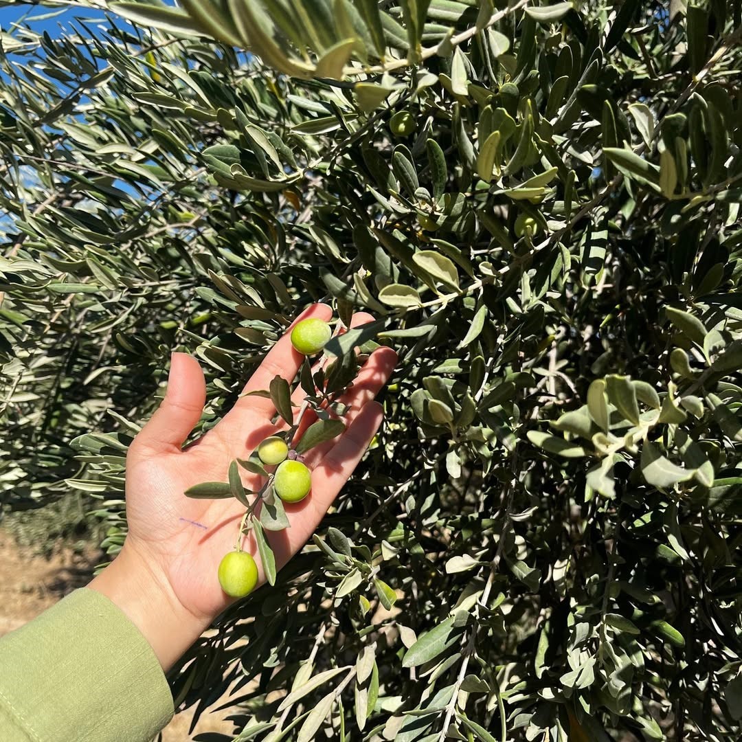 Şırnak’ta zeytin rekoltesi için ilk veriler toplandı