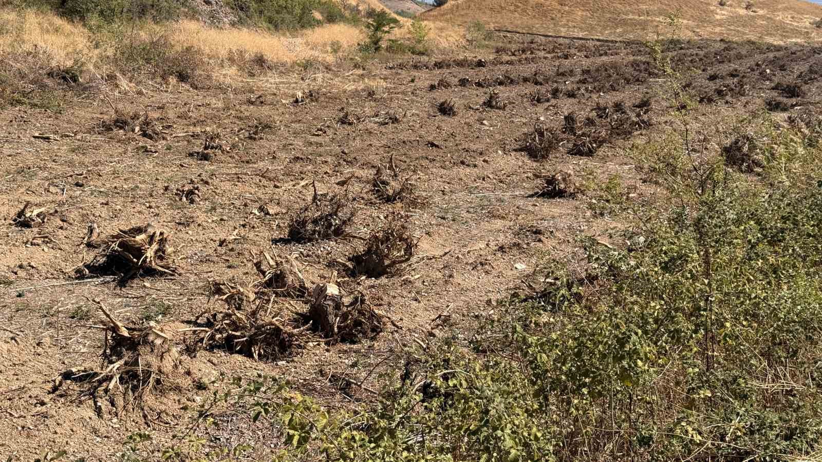 İlçenin simgesi olmuştu, ağaç koridorundan geriye kökleri kaldı