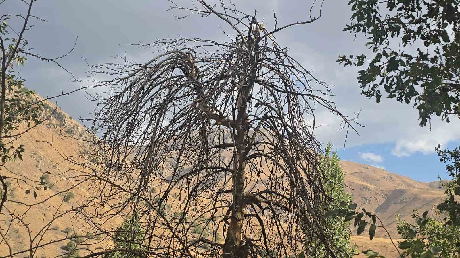 Hakkari’nin Cevizli köyünde ağaçlar kurudu, tarlalar susuz kaldı