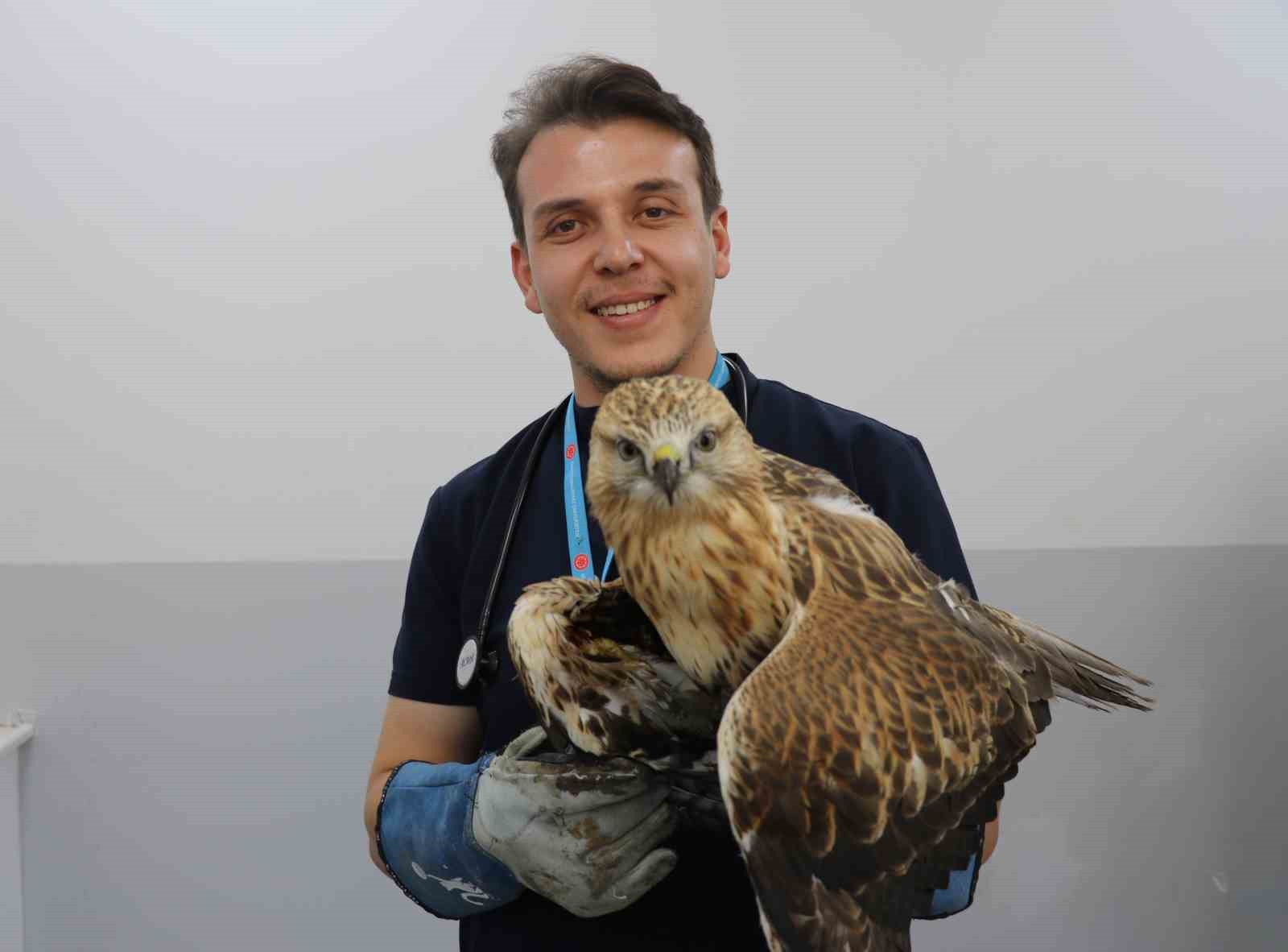 Sivas’ta kanadından vurulan kızıl şahin, tedavi altına alındı