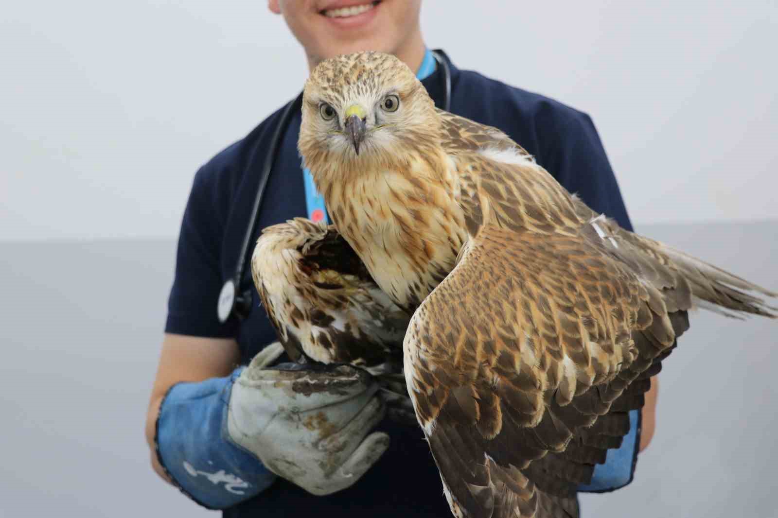 Sivas&rsquo;ta kanadından vurulan kızıl şahin, tedavi altına alındı
