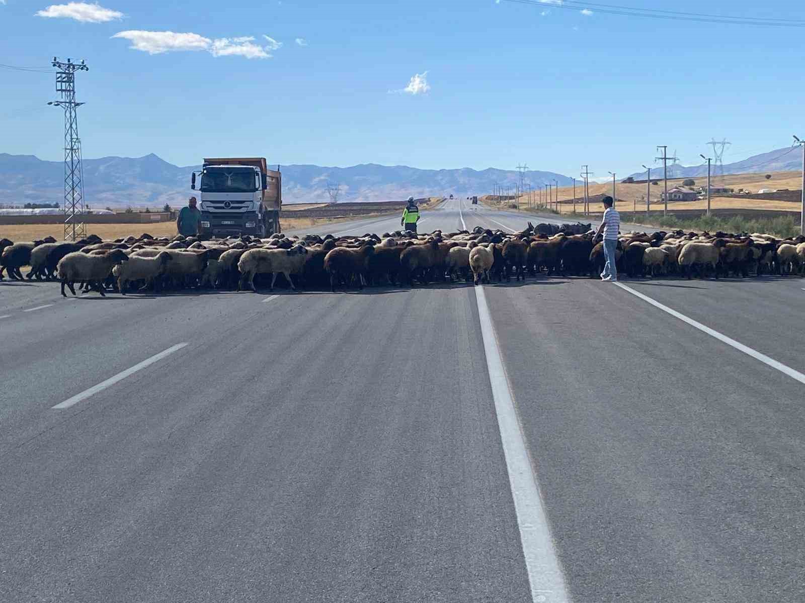 Muş’ta ‘Güvenli Hayvan Geçişleri Projesi’ uygulandı