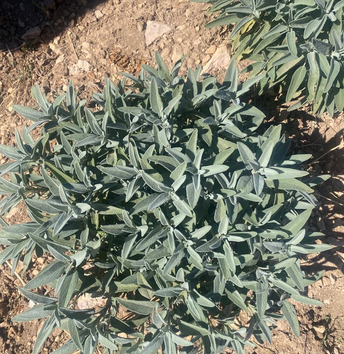 K&uuml;tahya&rsquo;da &uuml;r&uuml;nlerin organik ge&ccedil;iş sertifikasyon işlemleri i&ccedil;in parsel kontrolleri ve numune alımları
