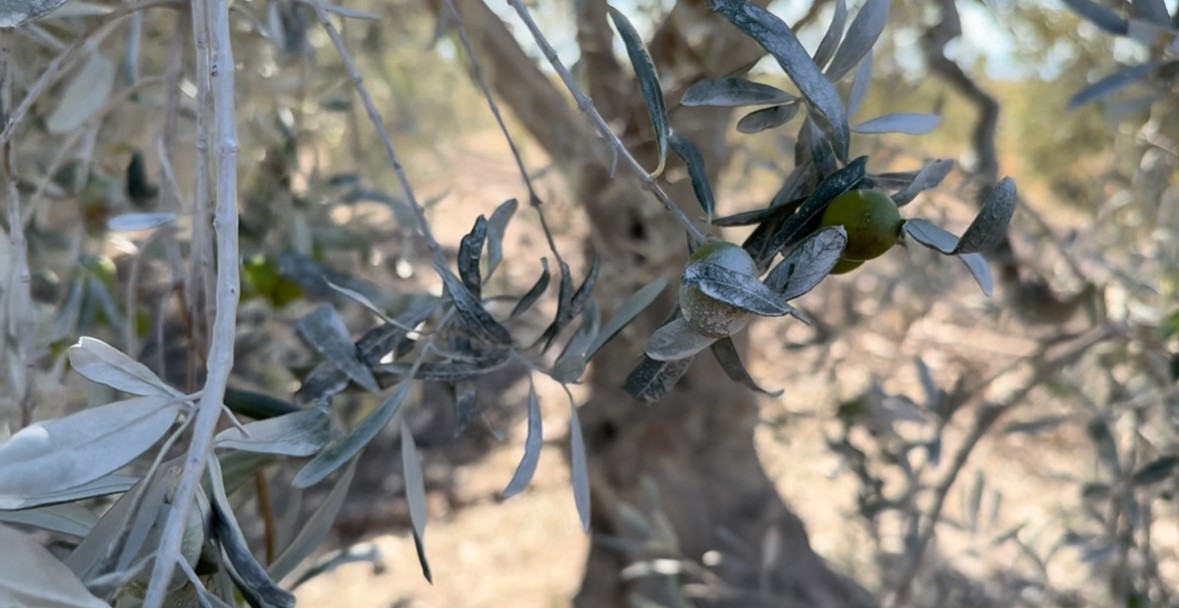 Bursa Beton’un tozu çiftçiyi perişan etti