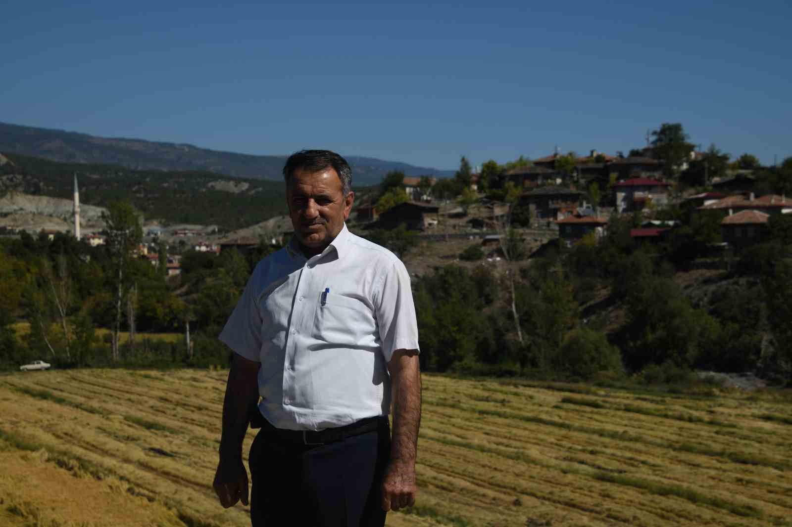 Tescilli Tosya pirincinin hasadı başladı
