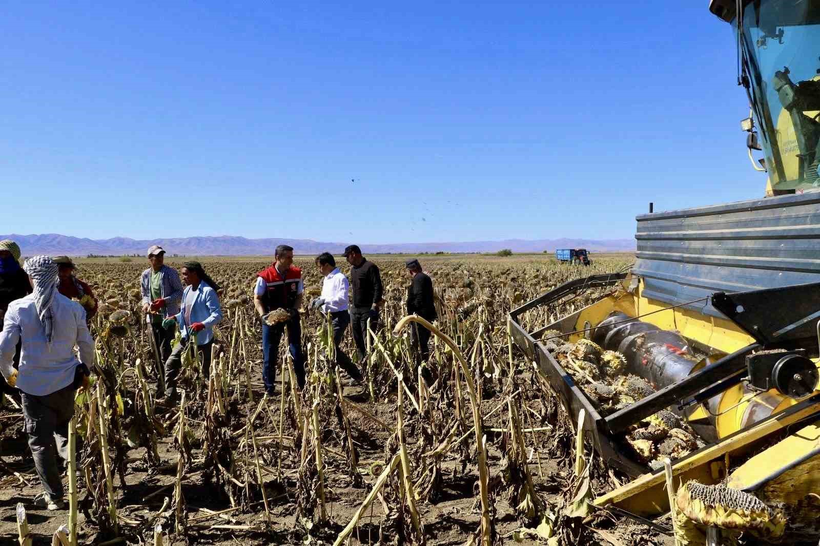 Ağrı&rsquo;da ayçiçeği üretiminden 758 milyon TL&rsquo;lik kazanç bekleniyor