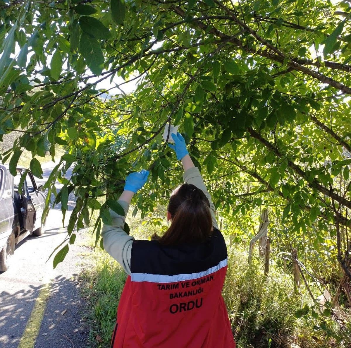 Ordu&rsquo;da kahverengi kokarca ile m&uuml;cadele &ccedil;alışmaları s&uuml;r&uuml;yor
