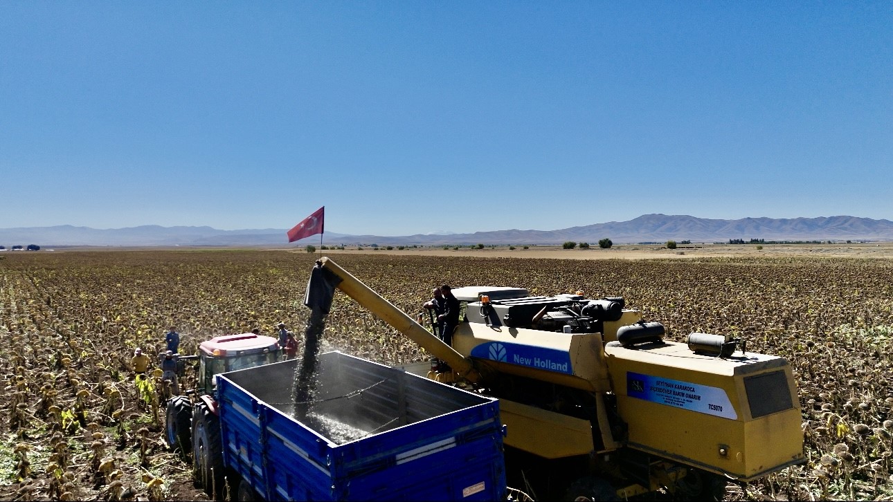 Ağrı’da ayçiçeği üretiminden 758 milyon TL’lik kazanç bekleniyor