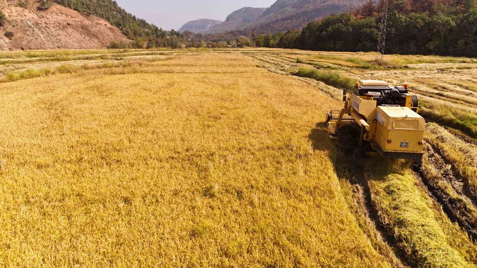 Aşırı sıcaklar "beyaz altın" çeltikte verimliliği düşürdü