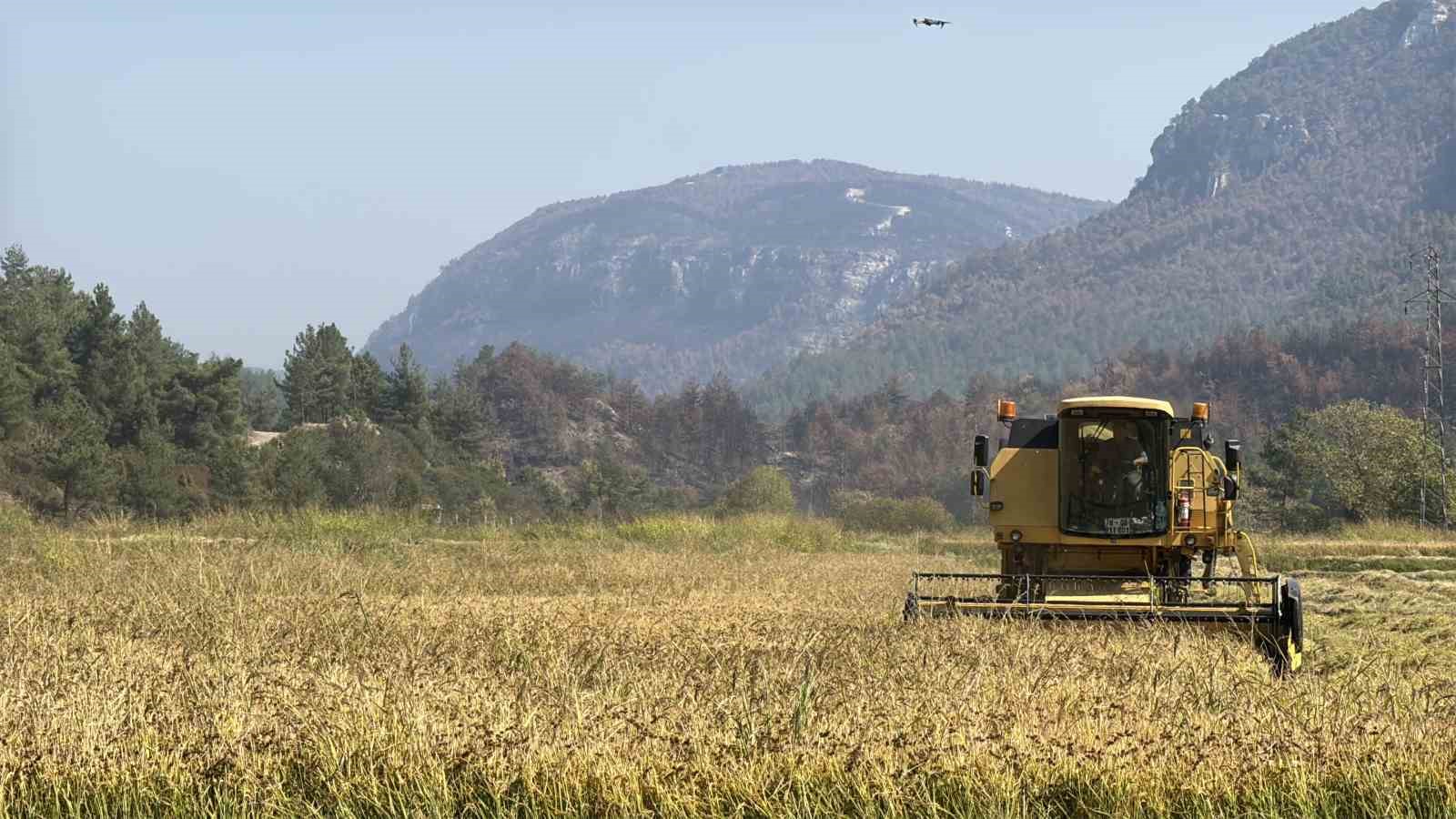 Aşırı sıcaklar "beyaz altın" &ccedil;eltikte verimliliği d&uuml;ş&uuml;rd&uuml;
