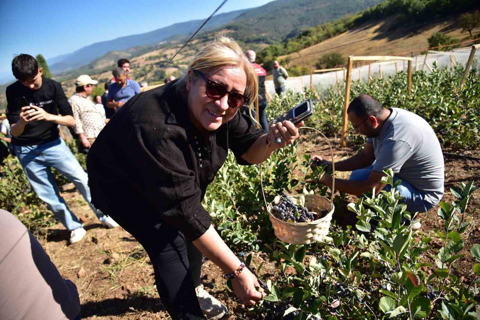 Sındırgı’da Aronya Hasat Şenliği coşkusu