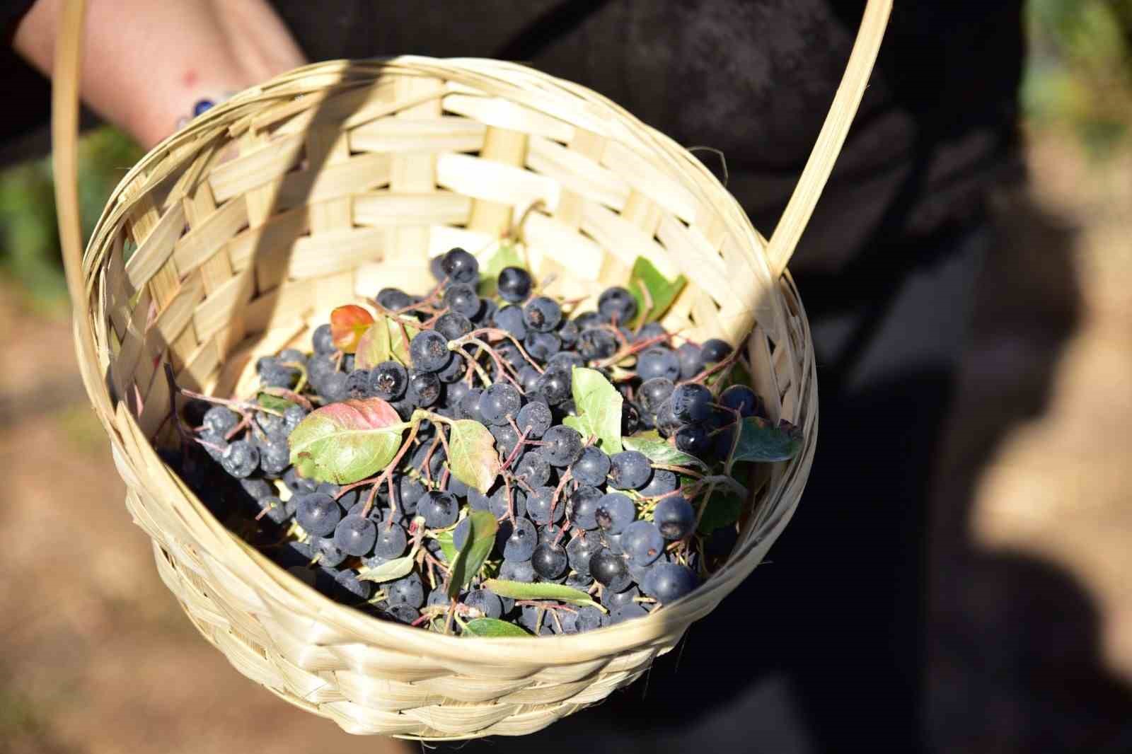 Sındırgı&rsquo;da Aronya Hasat Şenliği coşkusu
