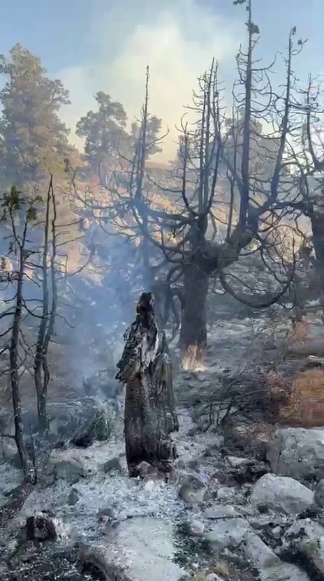 Karaman’da çıkan örtü yangını ağaçlık alana sıçradı