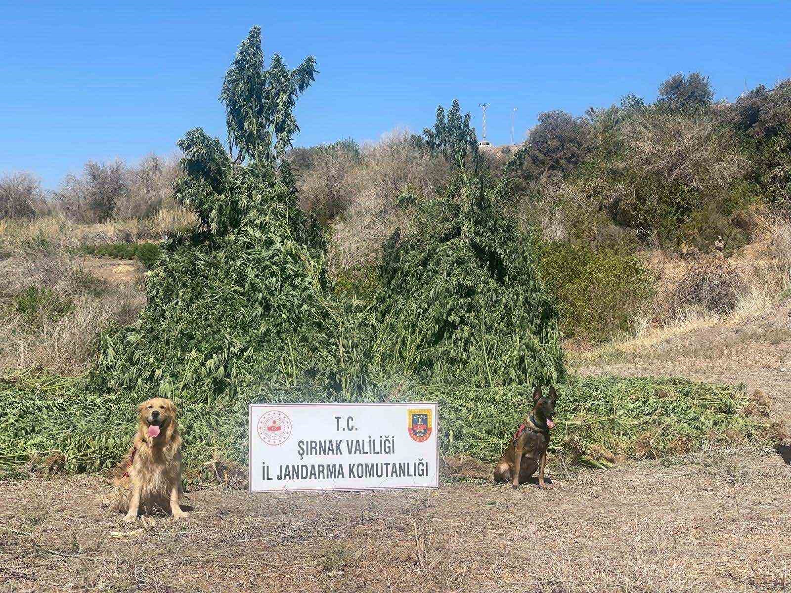 Şırnak&rsquo;ta piyasa değeri 1,5 milyar lira olan uyuşturucu ele ge&ccedil;irildi: 5 g&ouml;zaltı
