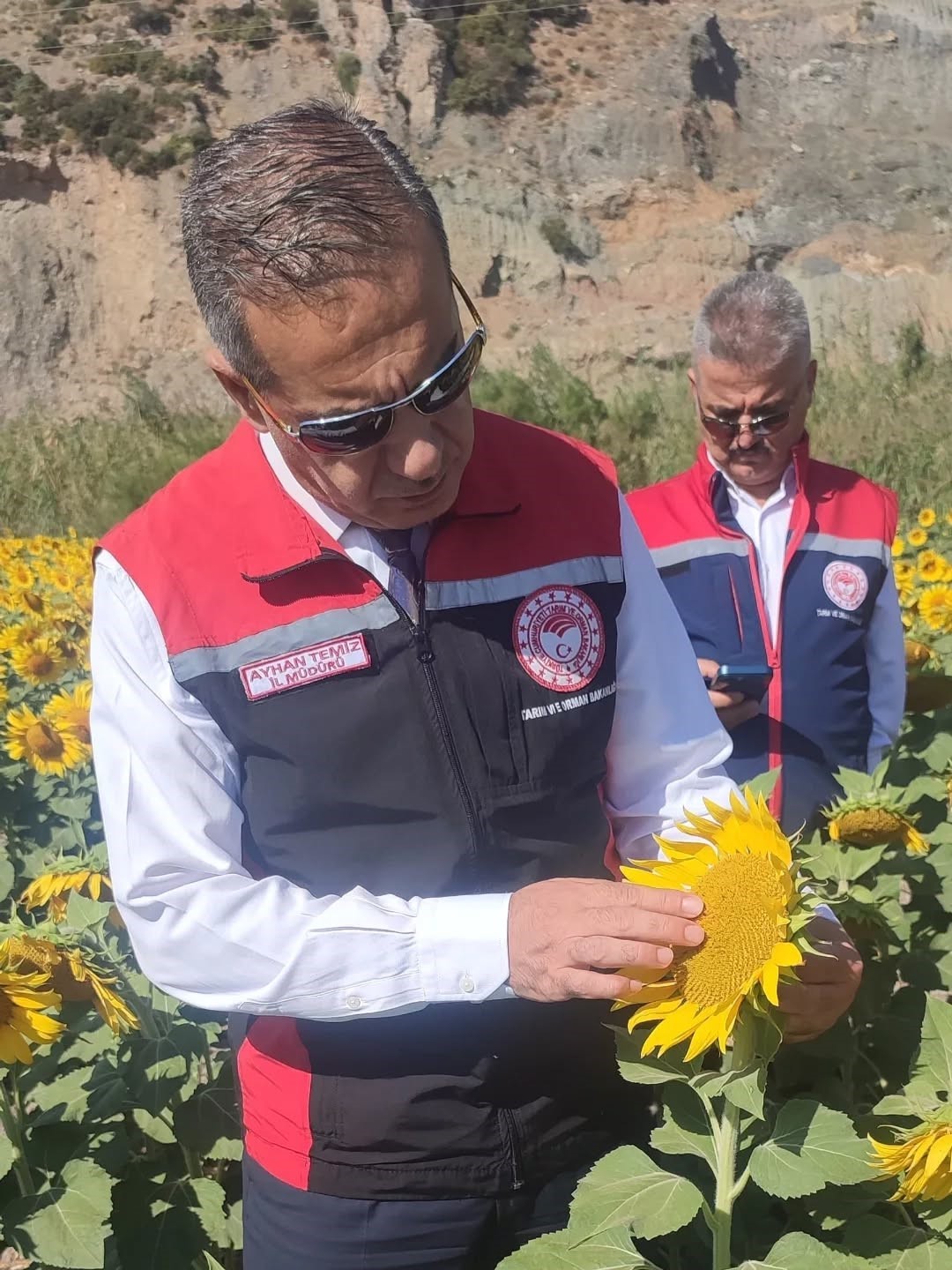 Aydın’da 95 bin dekar alanda ayçiçeği ekiliyor