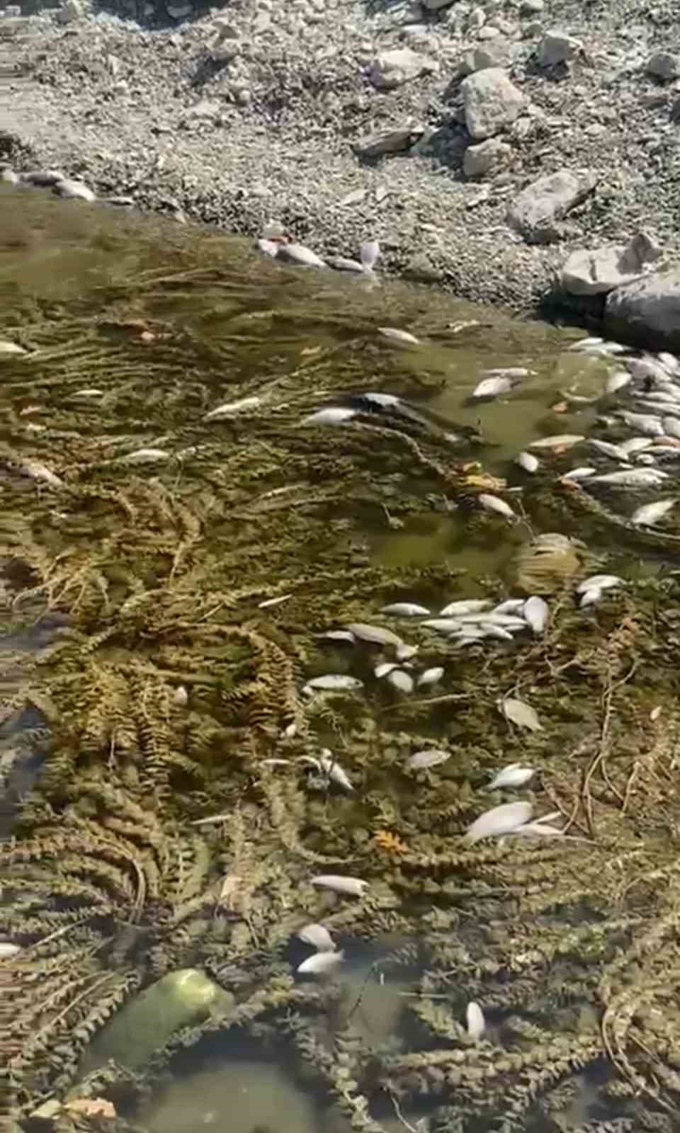 K&uuml;tahya&rsquo;da toplu balık &ouml;l&uuml;mleri tedirgin etti
