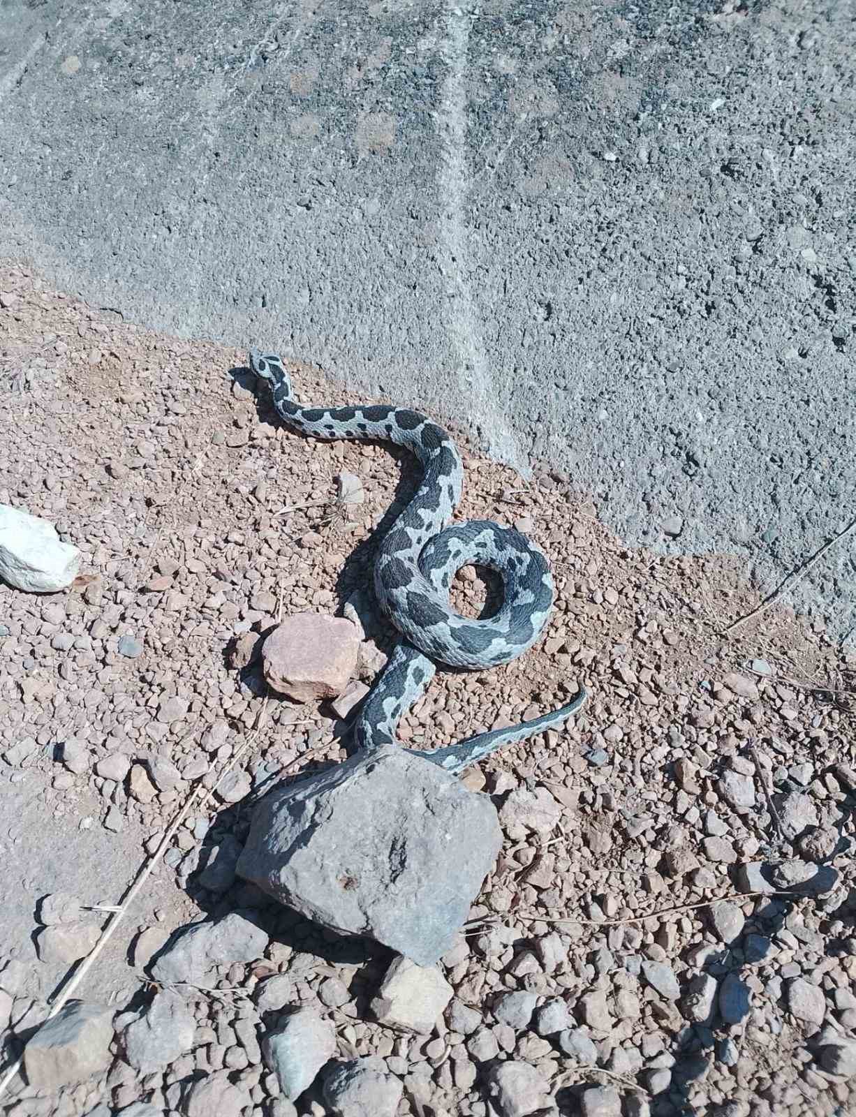 Engerek yılanı görüntüsüyle ürküttü