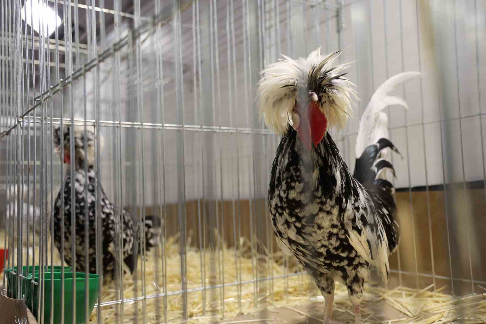 Doğu ve Güneydoğu’nun en renkli süs tavukları Elazığ’da buluştu