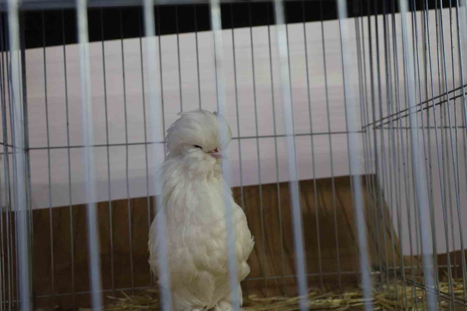 Doğu ve G&uuml;neydoğu&rsquo;nun en renkli s&uuml;s tavukları Elazığ&rsquo;da buluştu
