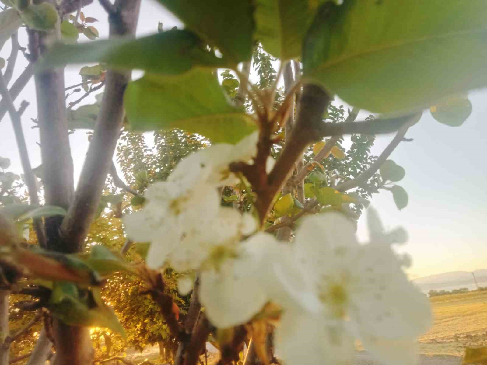 Tunceli&rsquo;de &ccedil;i&ccedil;ek a&ccedil;an armut ağacı şaşırttı
