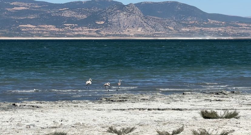 Burdur G&ouml;l&uuml;&rsquo;nde balık tutmayı hayal ederken kuruyan g&ouml;lde otlayan ke&ccedil;ileri izliyor
