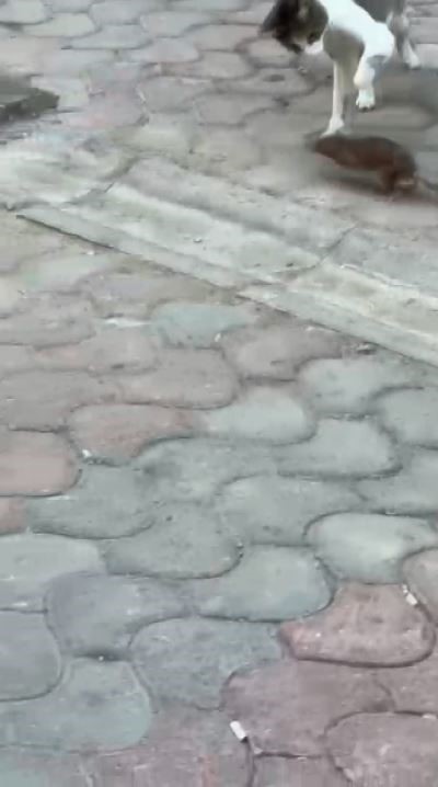 Esnaf, kedi ile farenin kapışmasını maç anlatır gibi anlattı