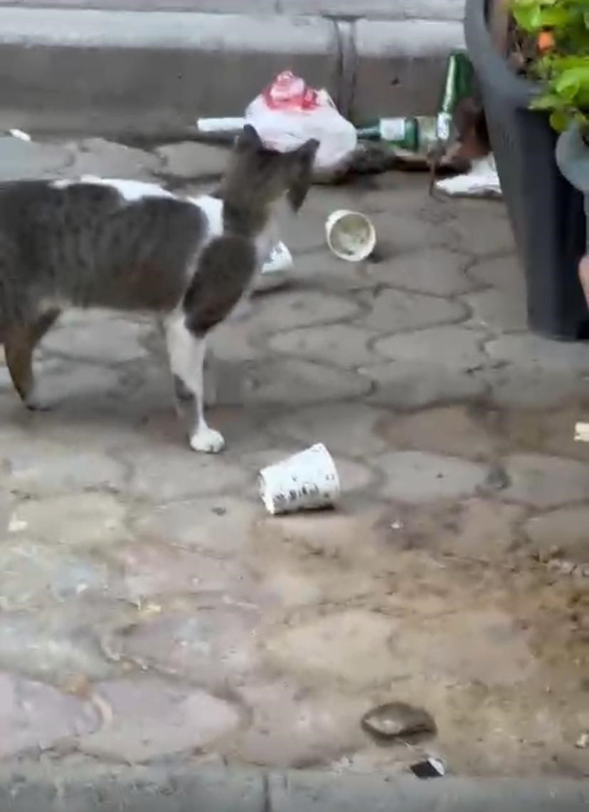 Esnaf, kedi ile farenin kapışmasını ma&ccedil; anlatır gibi anlattı
