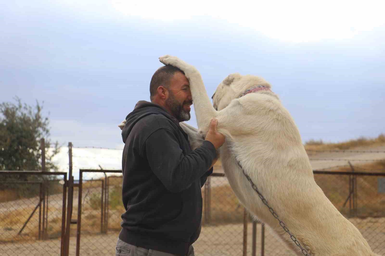 Kangallar, kış aylarında ezeli d&uuml;şmanları aynı zamanda kuzenleri olan kurtların &ouml;zelliklerini g&ouml;steriyor
