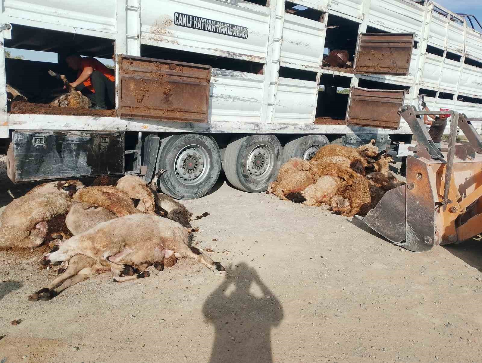 Devrilen tırdaki 147 küçükbaş hayvan telef oldu