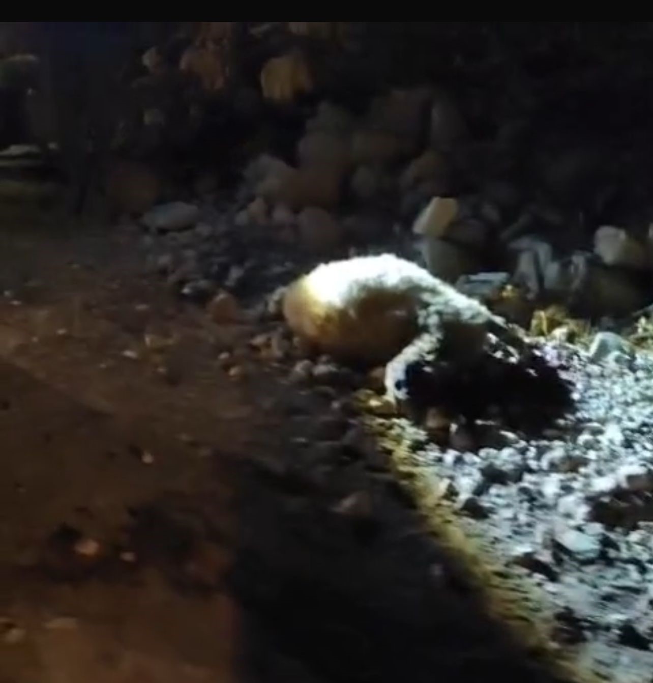 Tırın &ccedil;arptığı 13 k&uuml;&ccedil;&uuml;kbaş hayvan telef oldu
