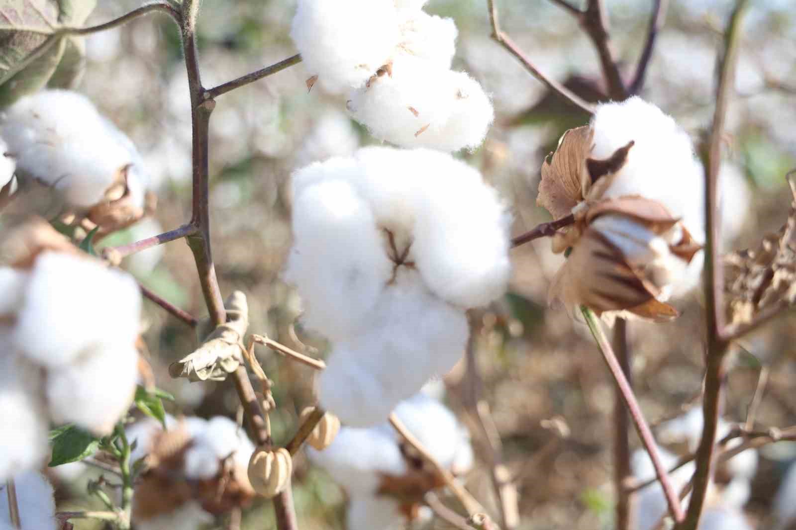 Amik Ovası’nda beyaz altın pamukta 140 bin ton rekolte bekleniyor