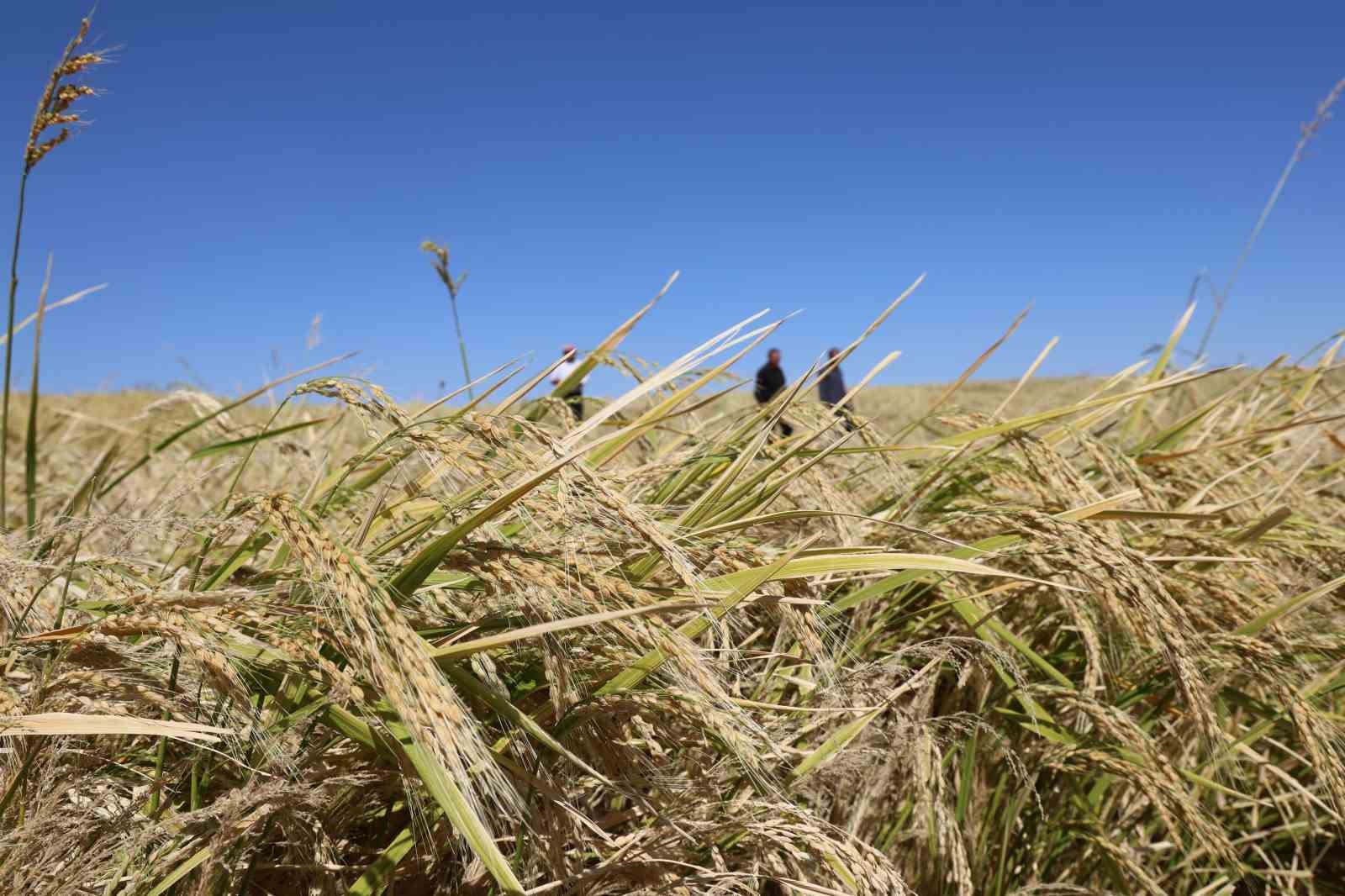 Bin dönümde yaklaşık 6 milyon lira maliyeti bulan tescilli Karacadağ pirincinde hasat zamanı
