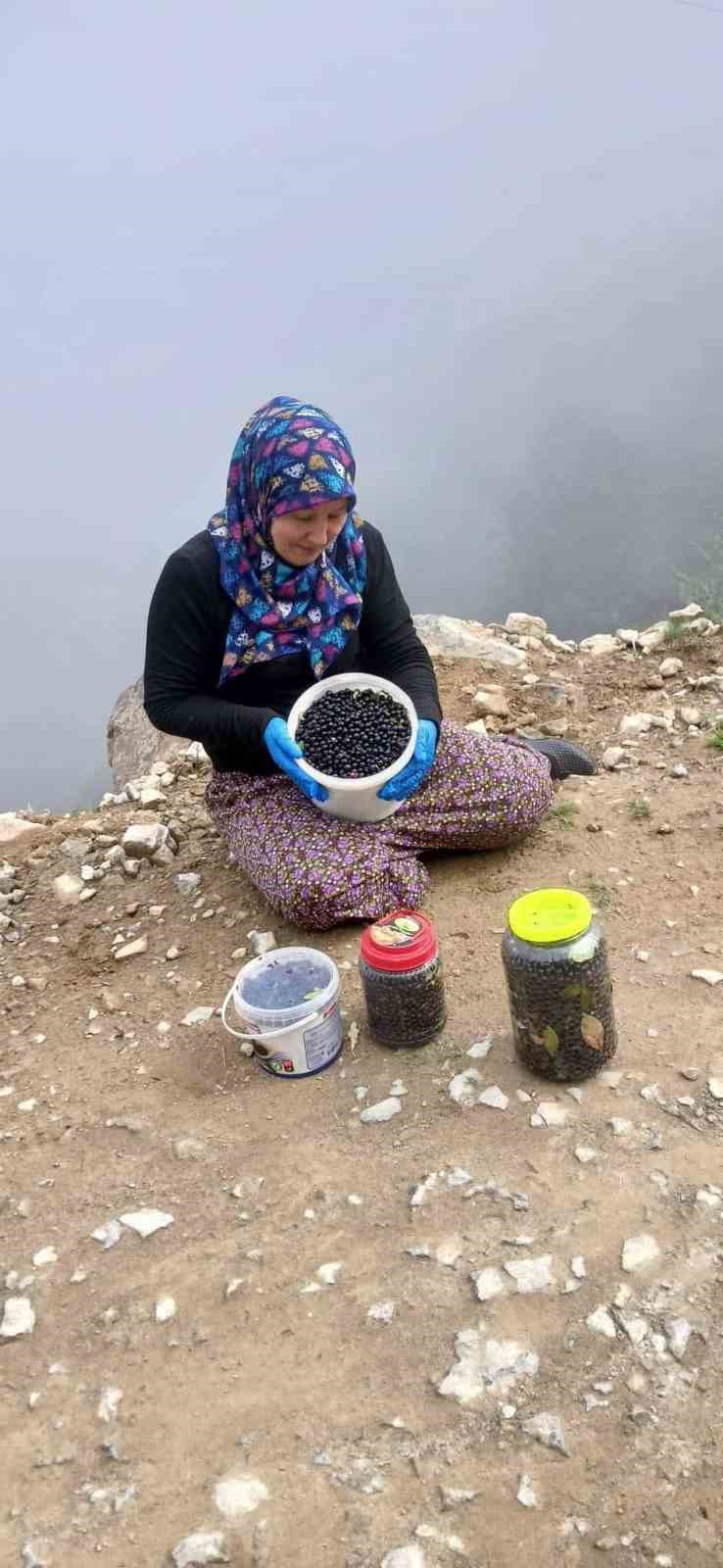 Şalpazarı yaylalarında yaban mersini bereketi