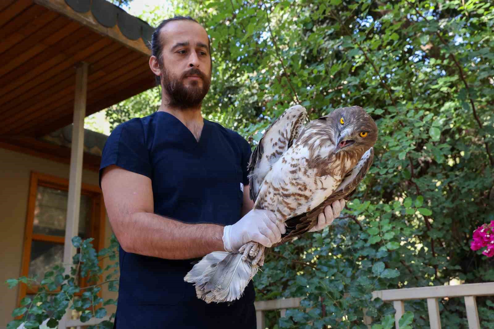 Soyu tükenme tehlikesindeki yaralı yılan kartalı yeniden doğaya döndü