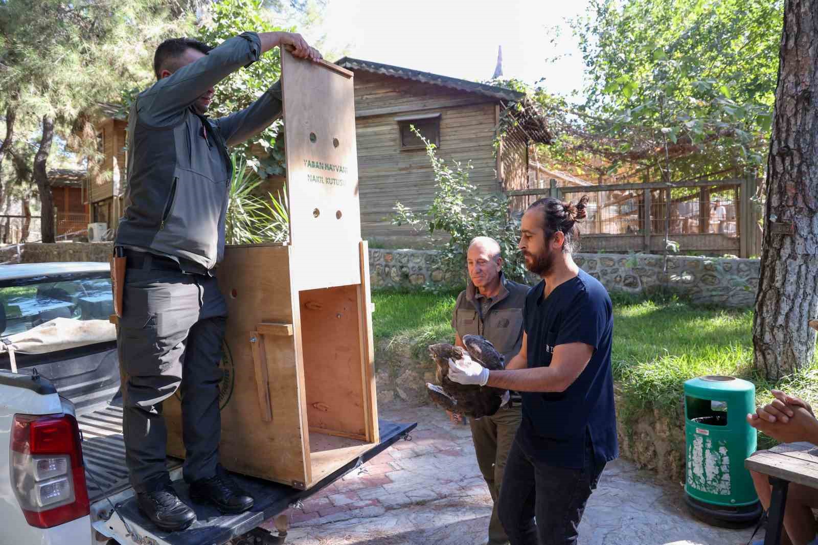 Soyu t&uuml;kenme tehlikesindeki yaralı yılan kartalı yeniden doğaya d&ouml;nd&uuml;
