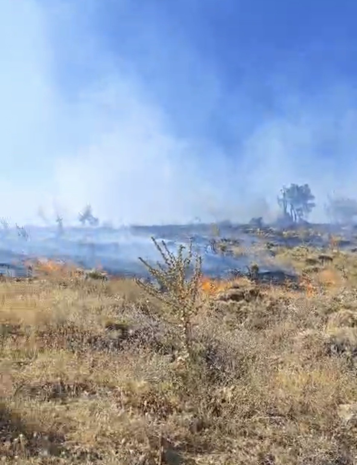 Sincik ilçesinde korkutan orman yangını