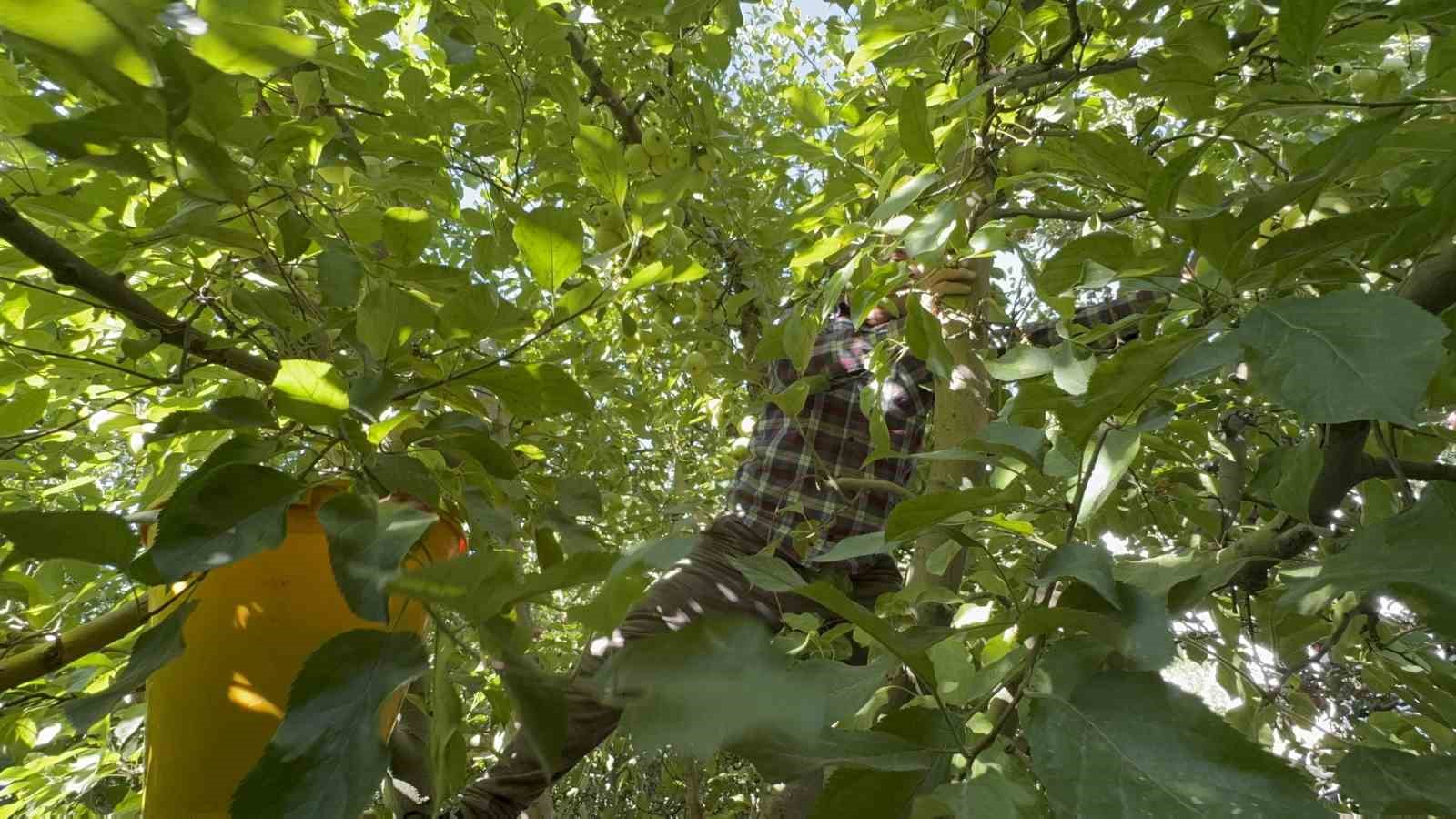 Elma diyarı Eğirdir&rsquo;de hasat başladı, kuraklık rekolteyi vurdu
