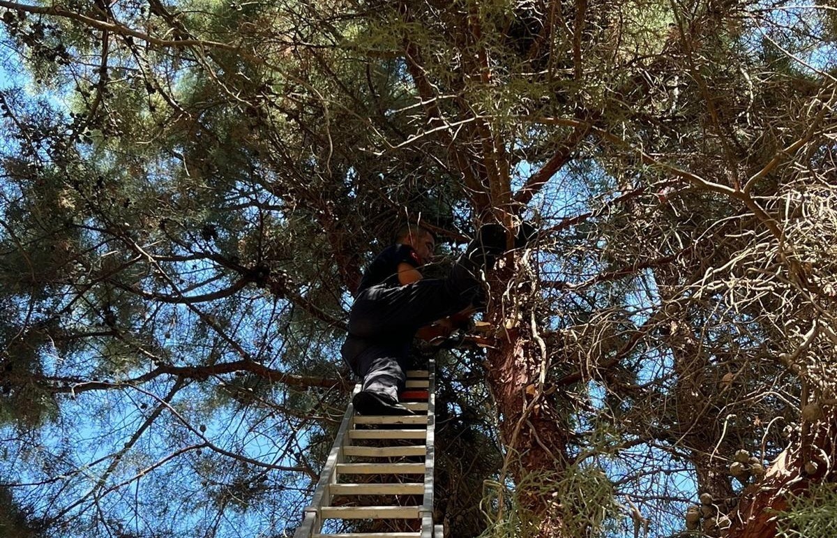 Çam ağacında mahsur kalan kediyi itfaiye kurtardı