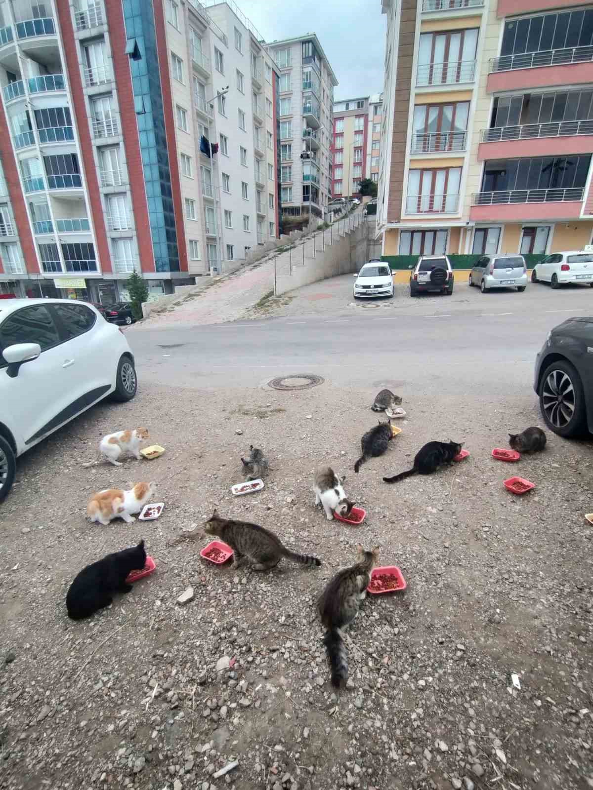 Evinin önüne gelen kedileri her sabah besliyor